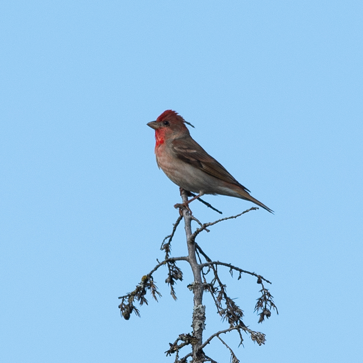 Common rosefinch