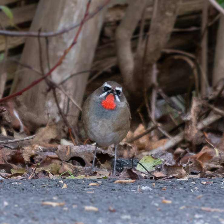 Siberian rubythroat