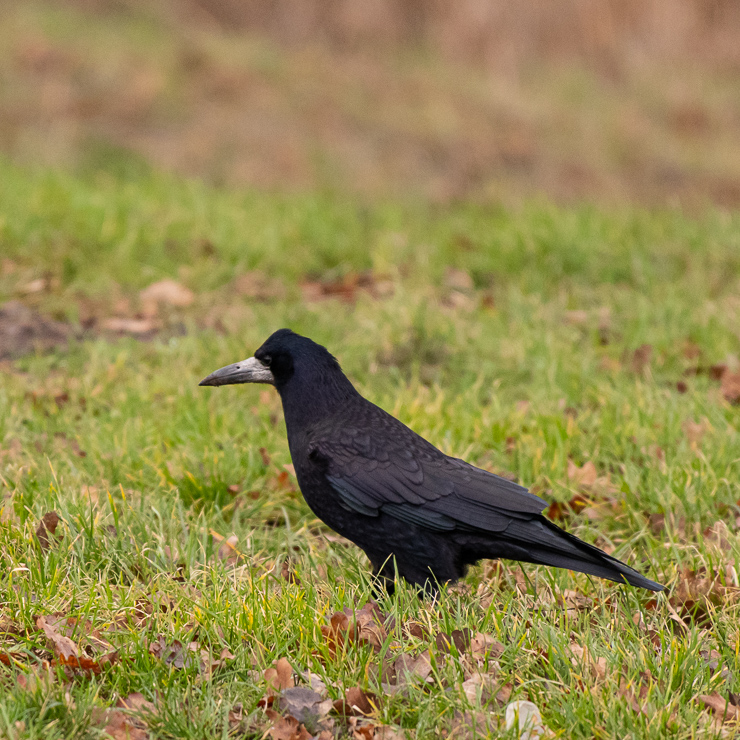 Rook