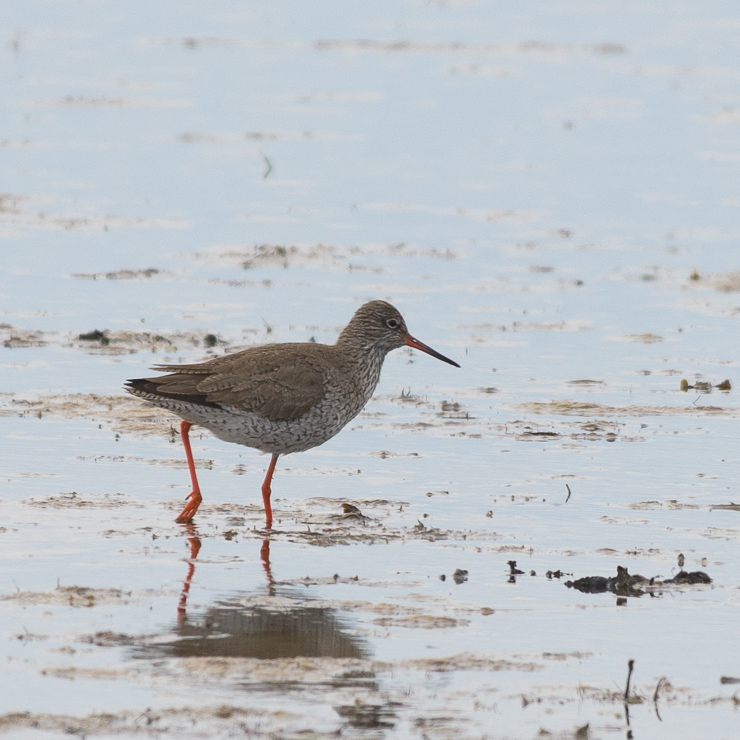 Common redshank