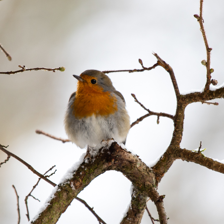 European robin