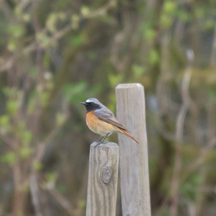 Common redstart