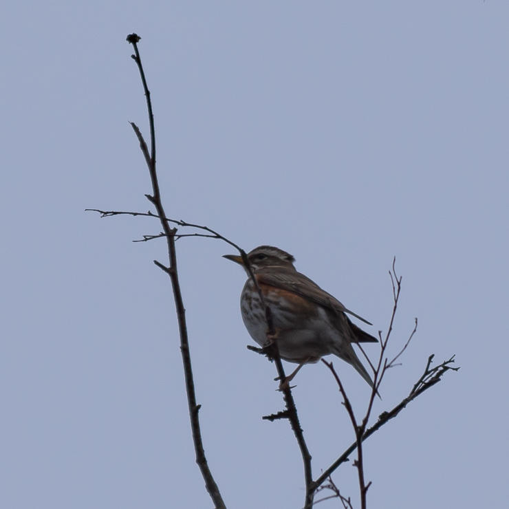 Redwing