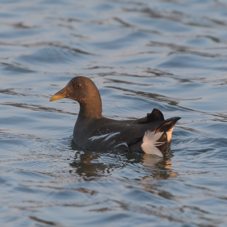 Common moorhen