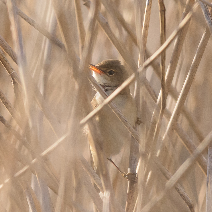 Eurasian reed warbler