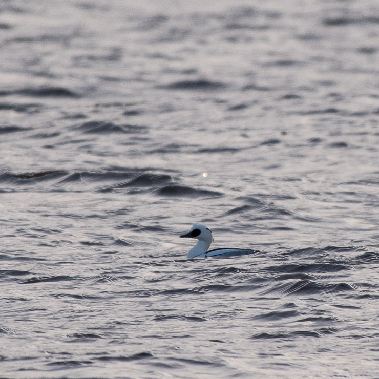 Smew