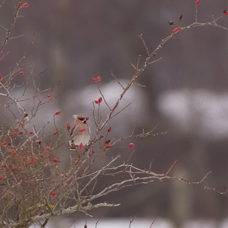 Bohemian waxwing