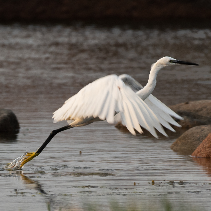 Little egret