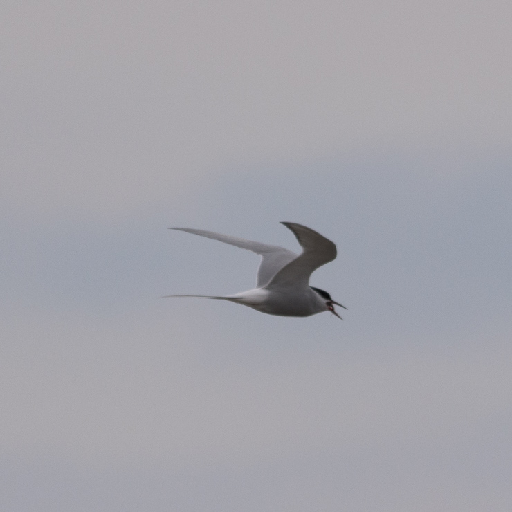 Arctic tern