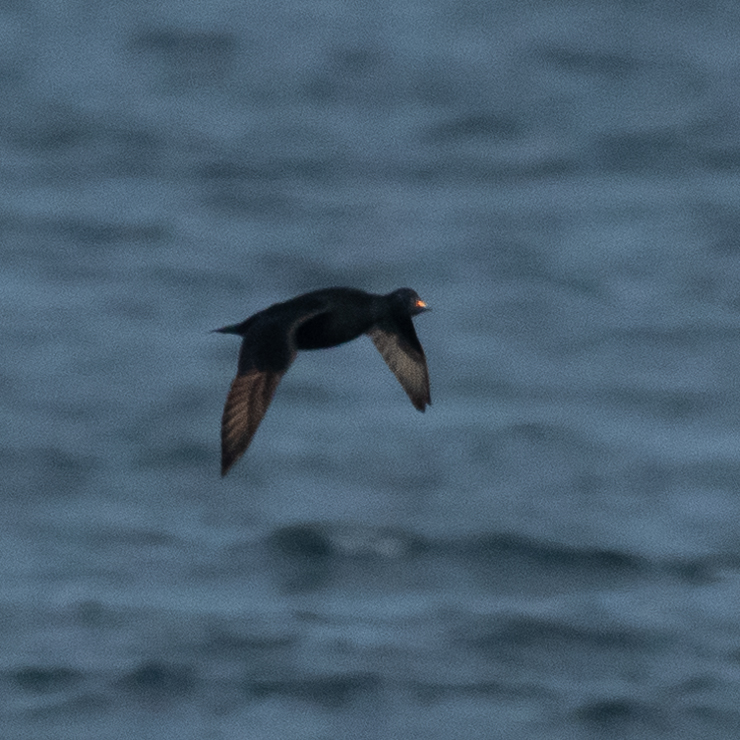 Common scoter