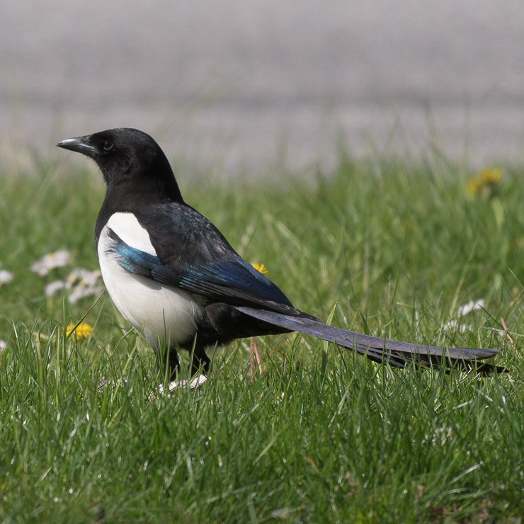Eurasian magpie