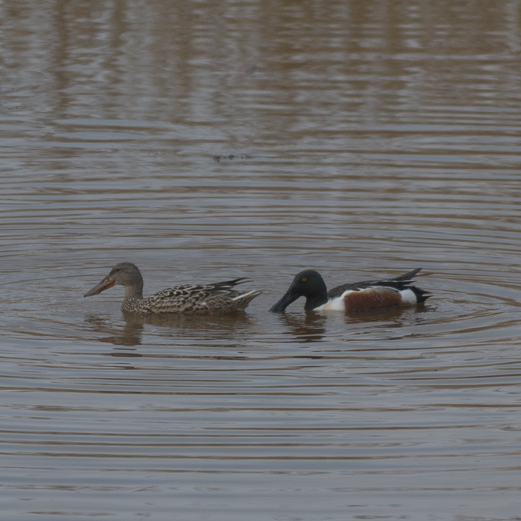 Northern shoveler, female and male