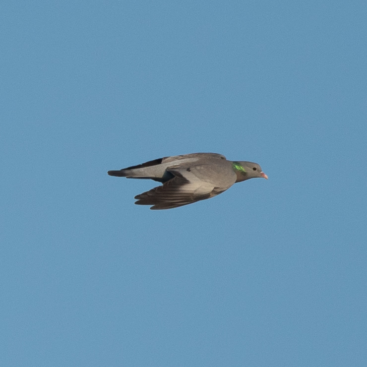 Stock dove