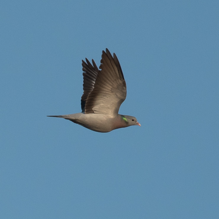 Stock dove