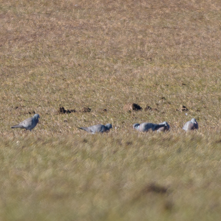 Stock dove