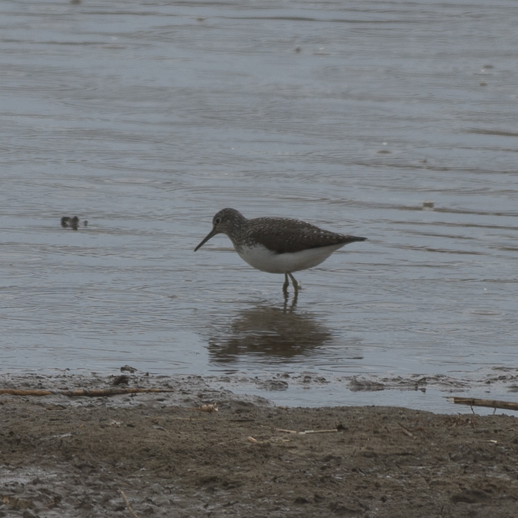 Green sandpiper