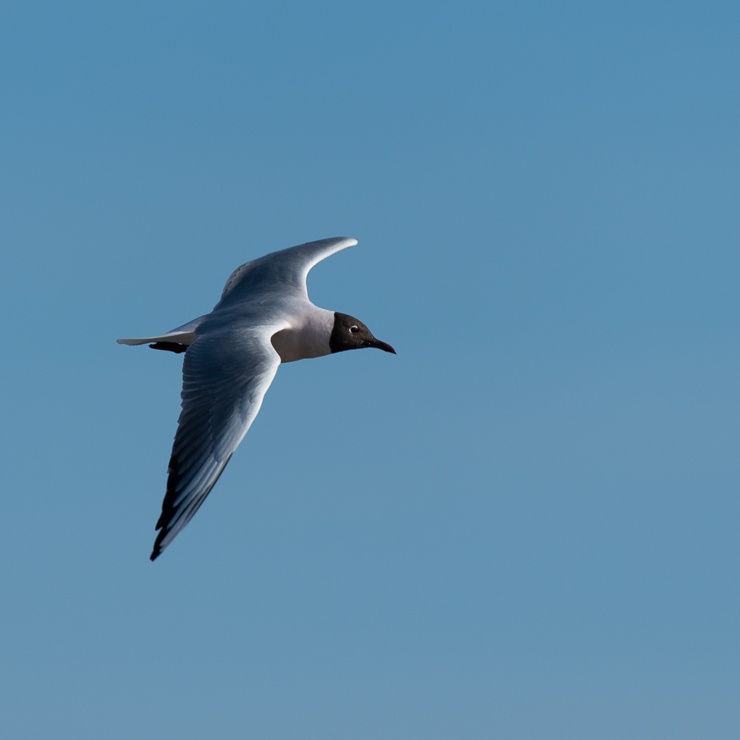 Black-headed gull