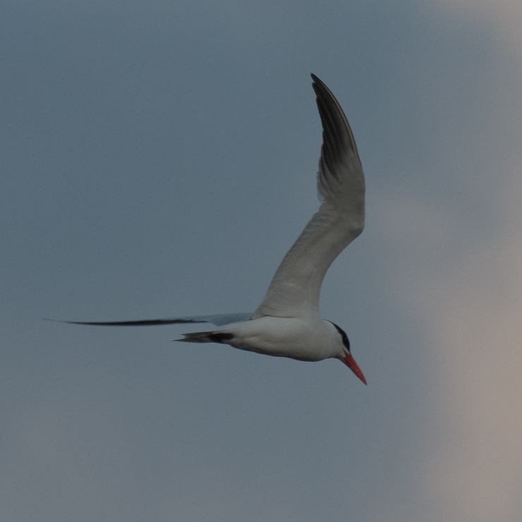 Caspian tern