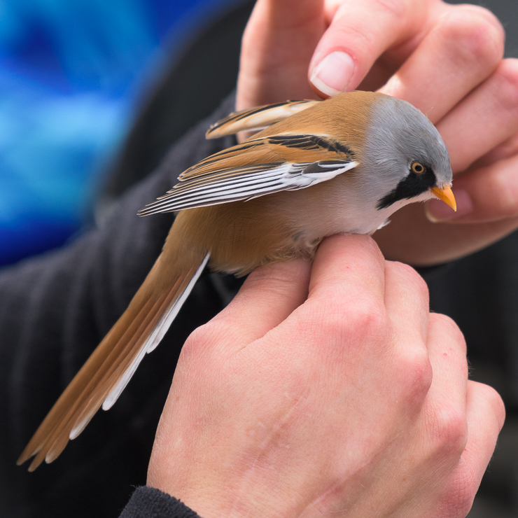 Bearded reedling