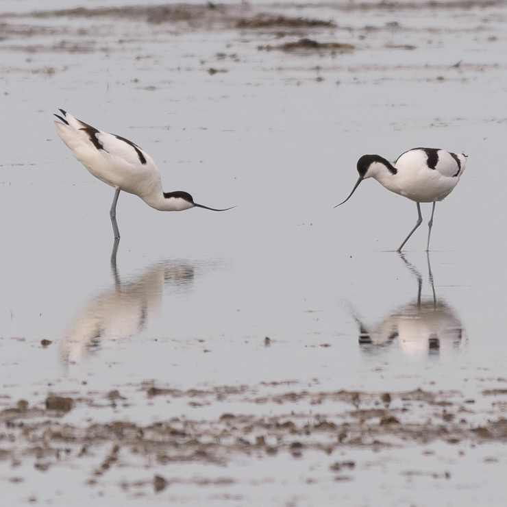 Pied avocet