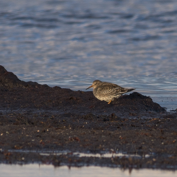 Purple sandpiper
