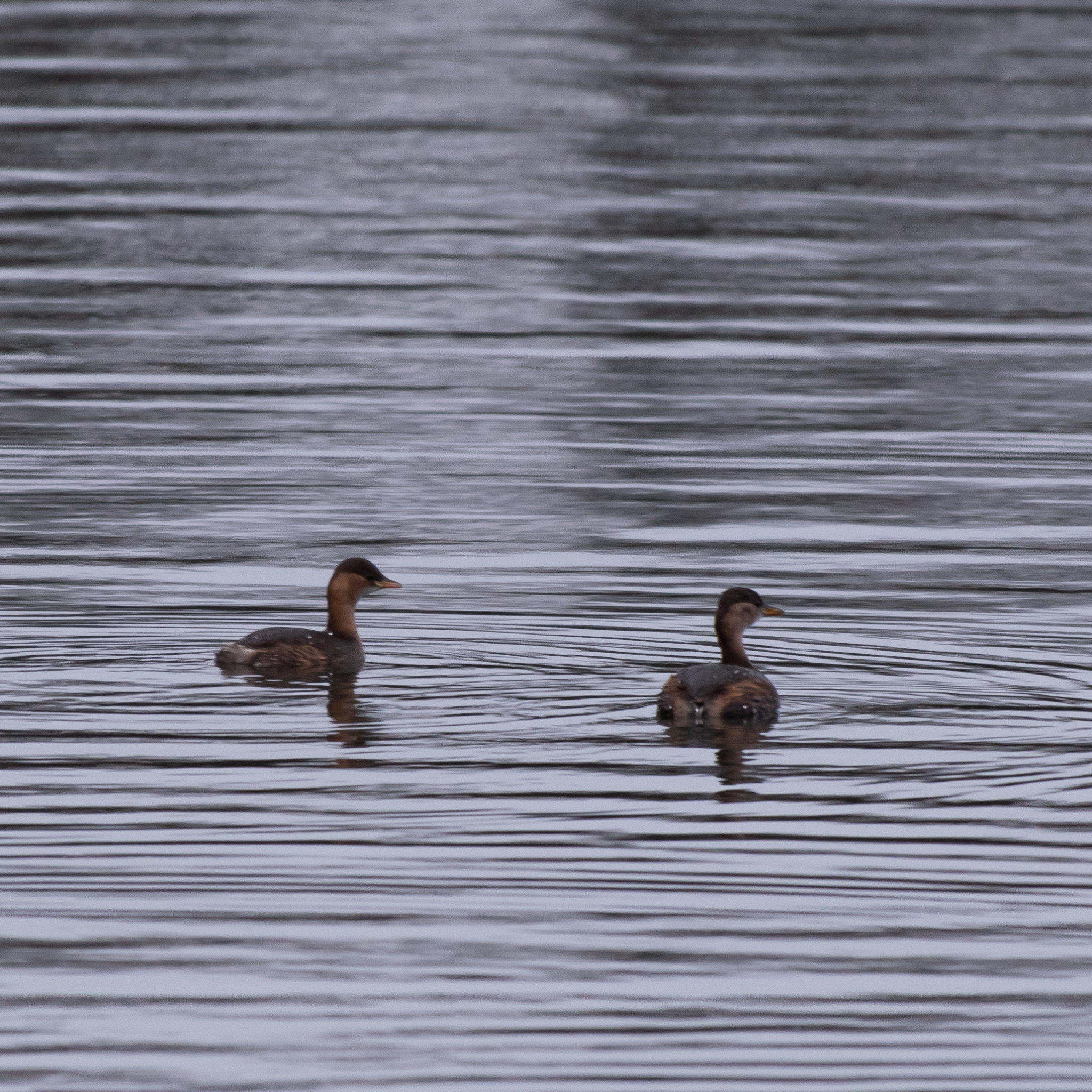 Little grebe