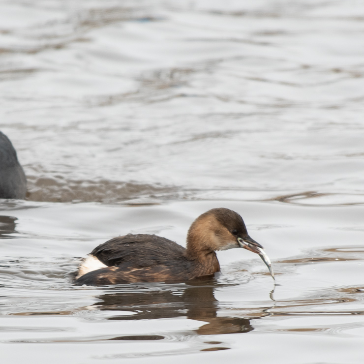 Little grebe catching a fish