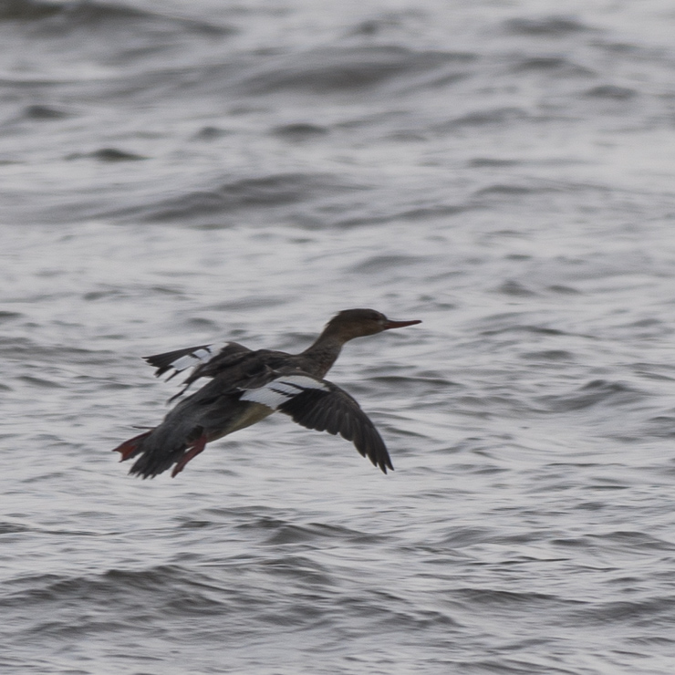 Red-breasted merganser