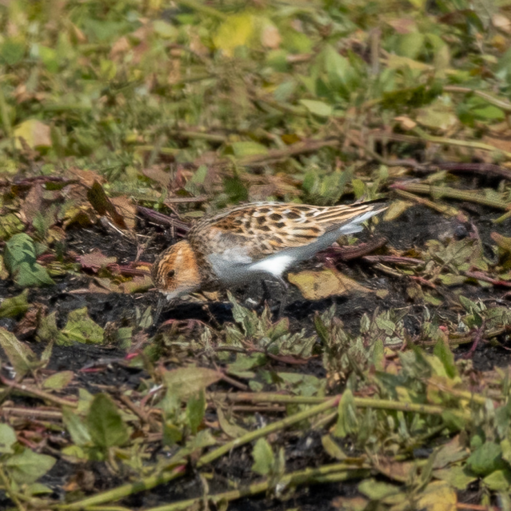 Little stint