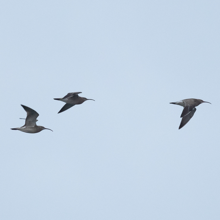 Whimbrel