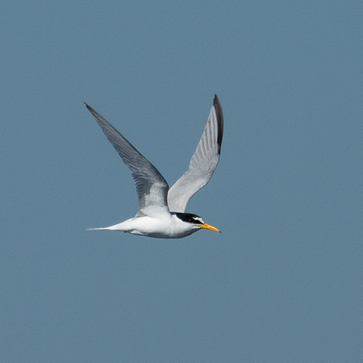 Little tern