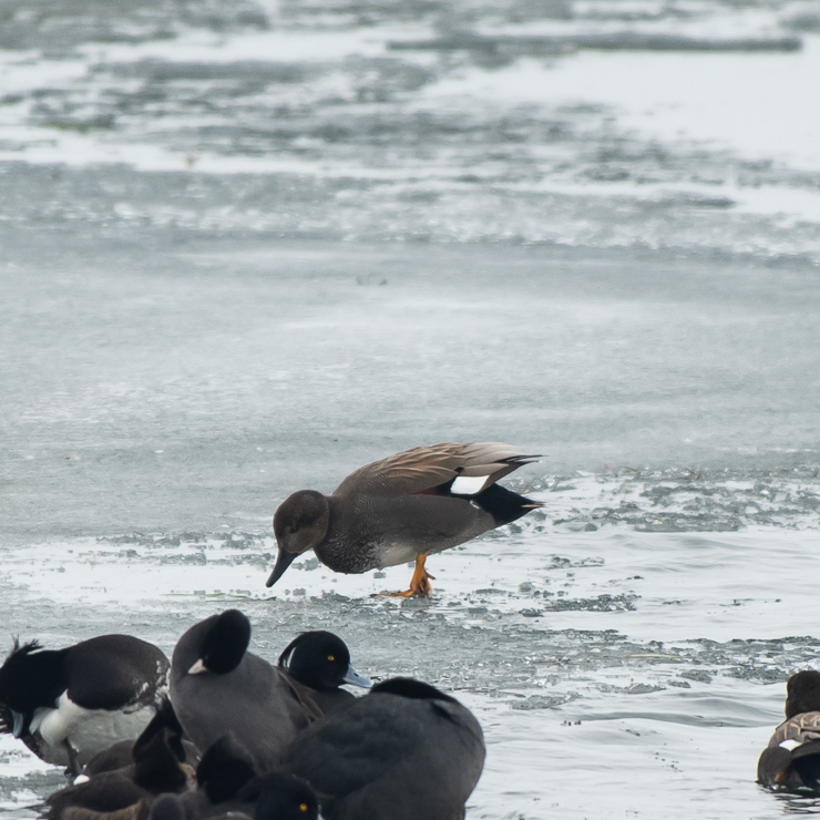 Gadwall