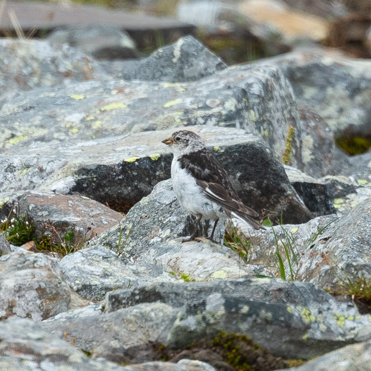 Snow bunting
