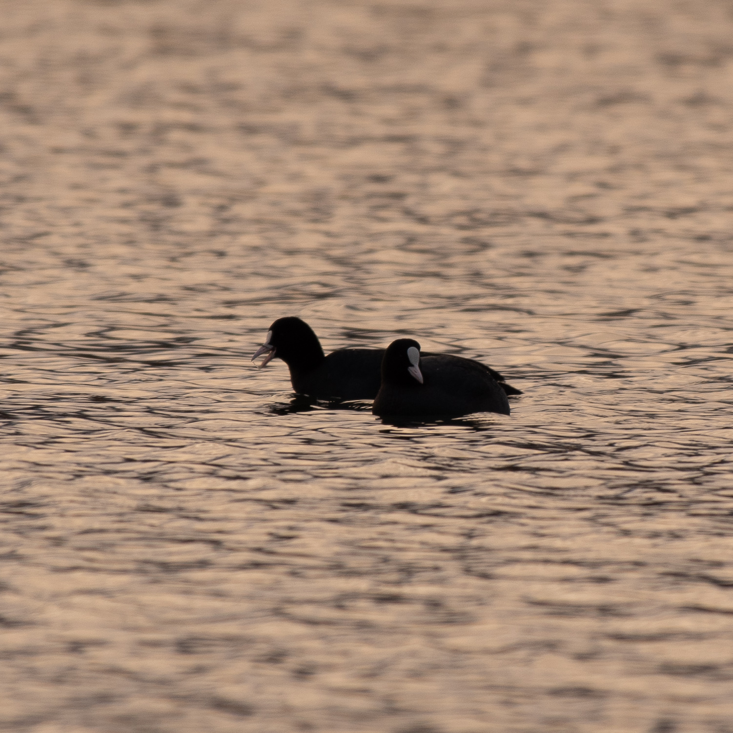 Eurasian coot