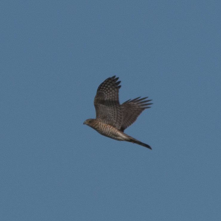 Eurasian sparrowhawk