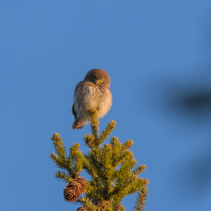 Eurasian pygmy owl
