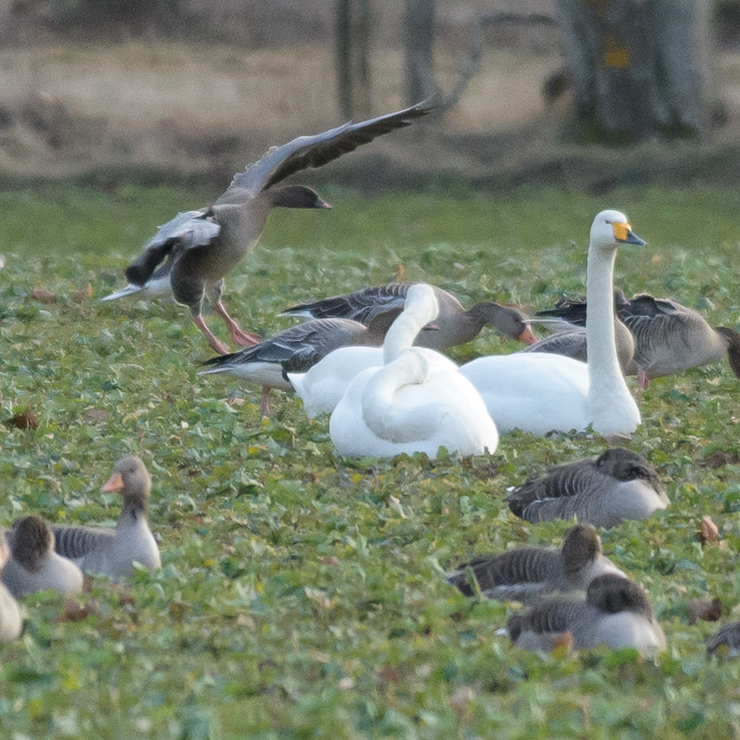 Pink-footed goose - coming in for landing