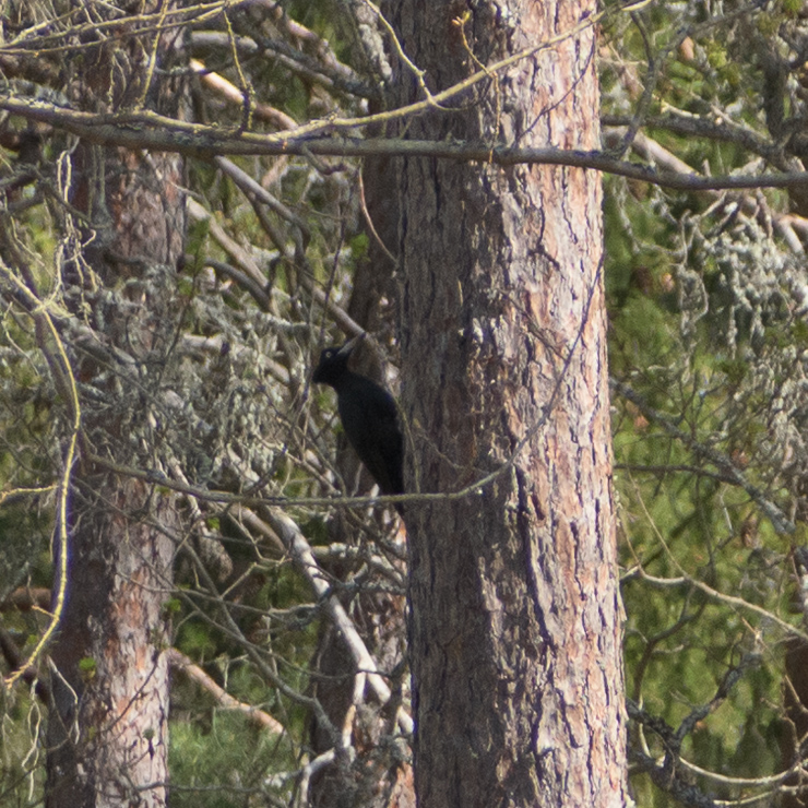 Black woodpecker