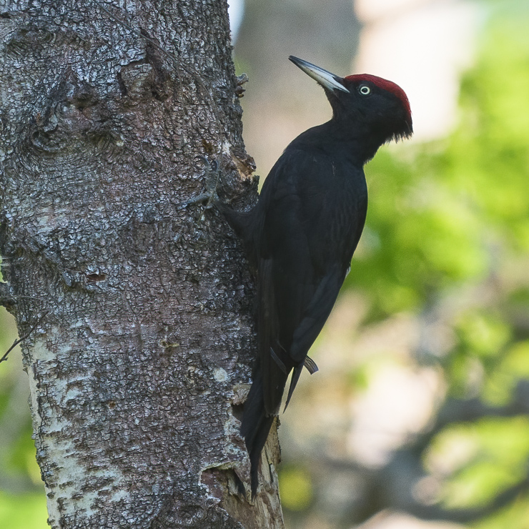 Black woodpecker