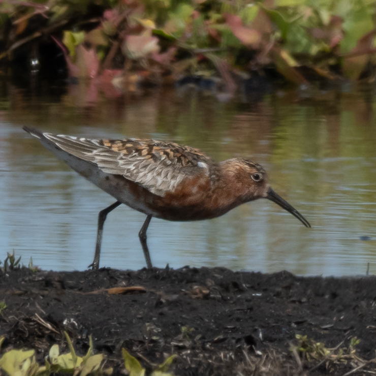 Curlew sandpiper