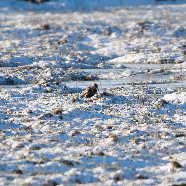Common starling