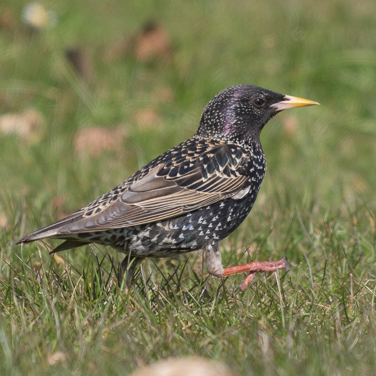 Common starling