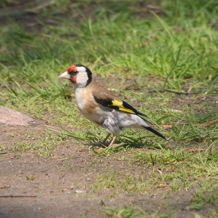 European goldfinch