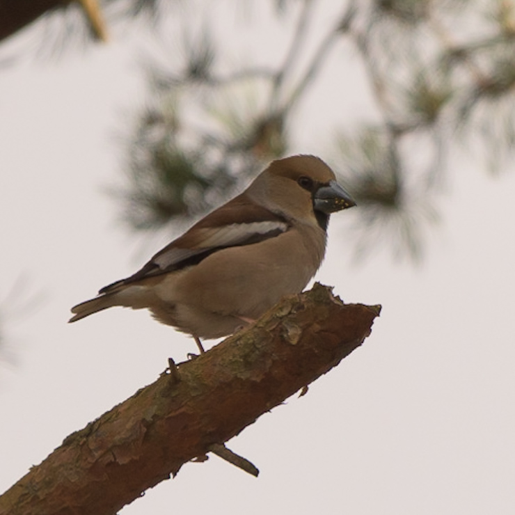 Hawfinch