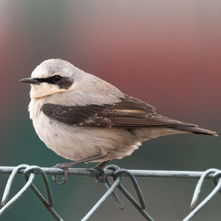 Northern wheatear