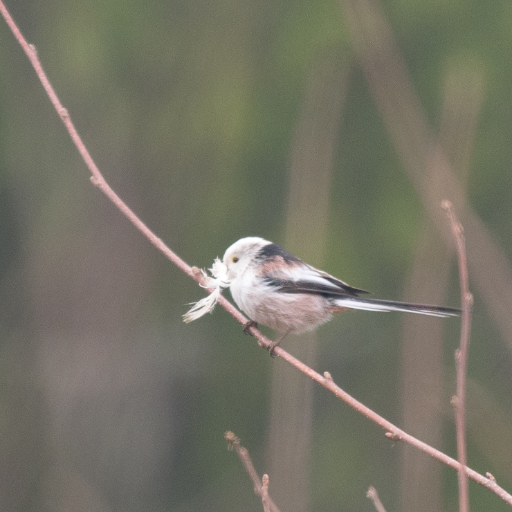 Long-tailed tit