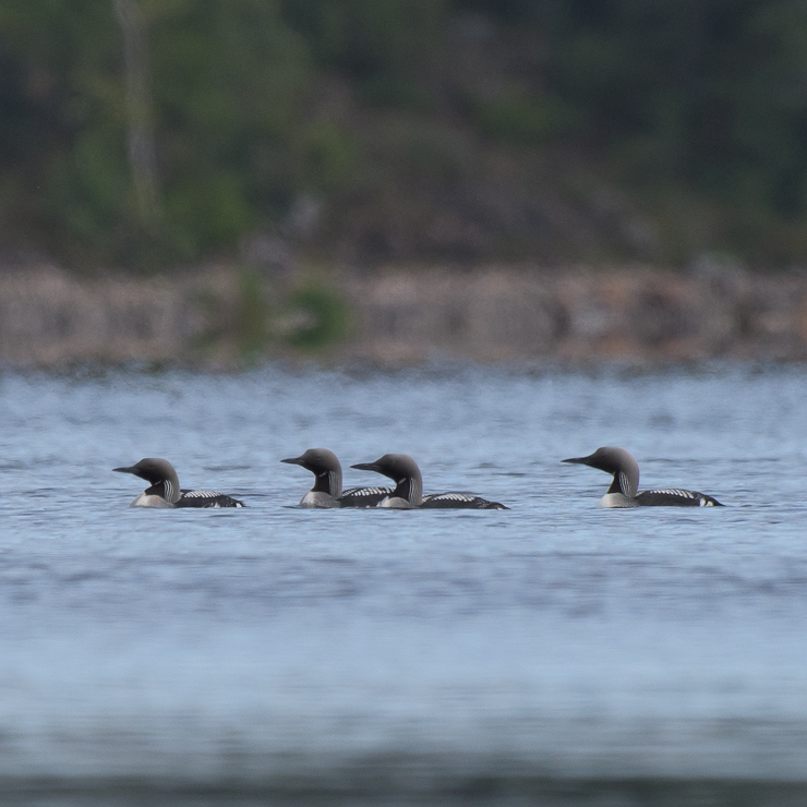 Black-throated loon