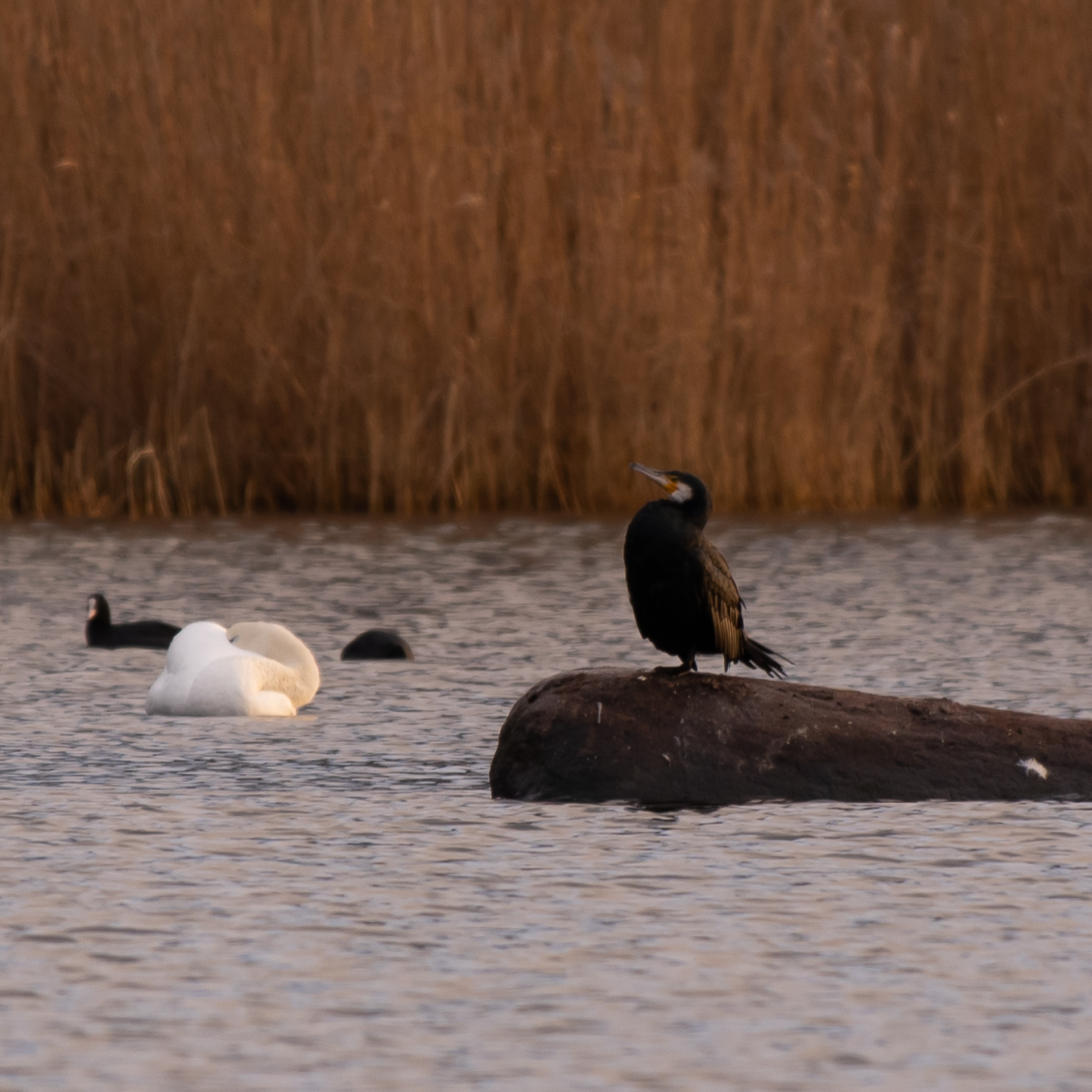 Great cormorant