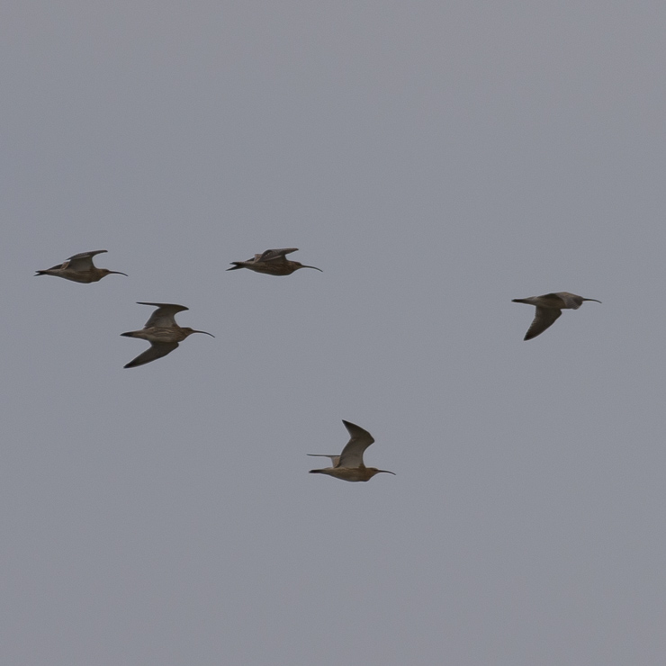 Eurasian curlew