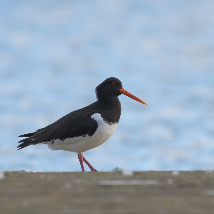Eurasian oystercatcher